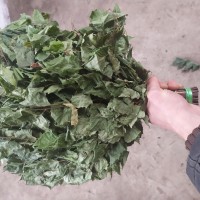 Купити банні віники березові