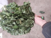 Купити банні віники березові