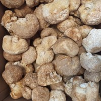 Купить їжовик гребінчастий