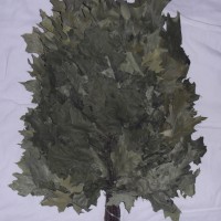 Веники для бани, канадский дуб