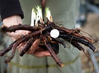 Купити корінь живокосту - свіжий