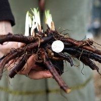 Купити корінь живокосту - свіжий